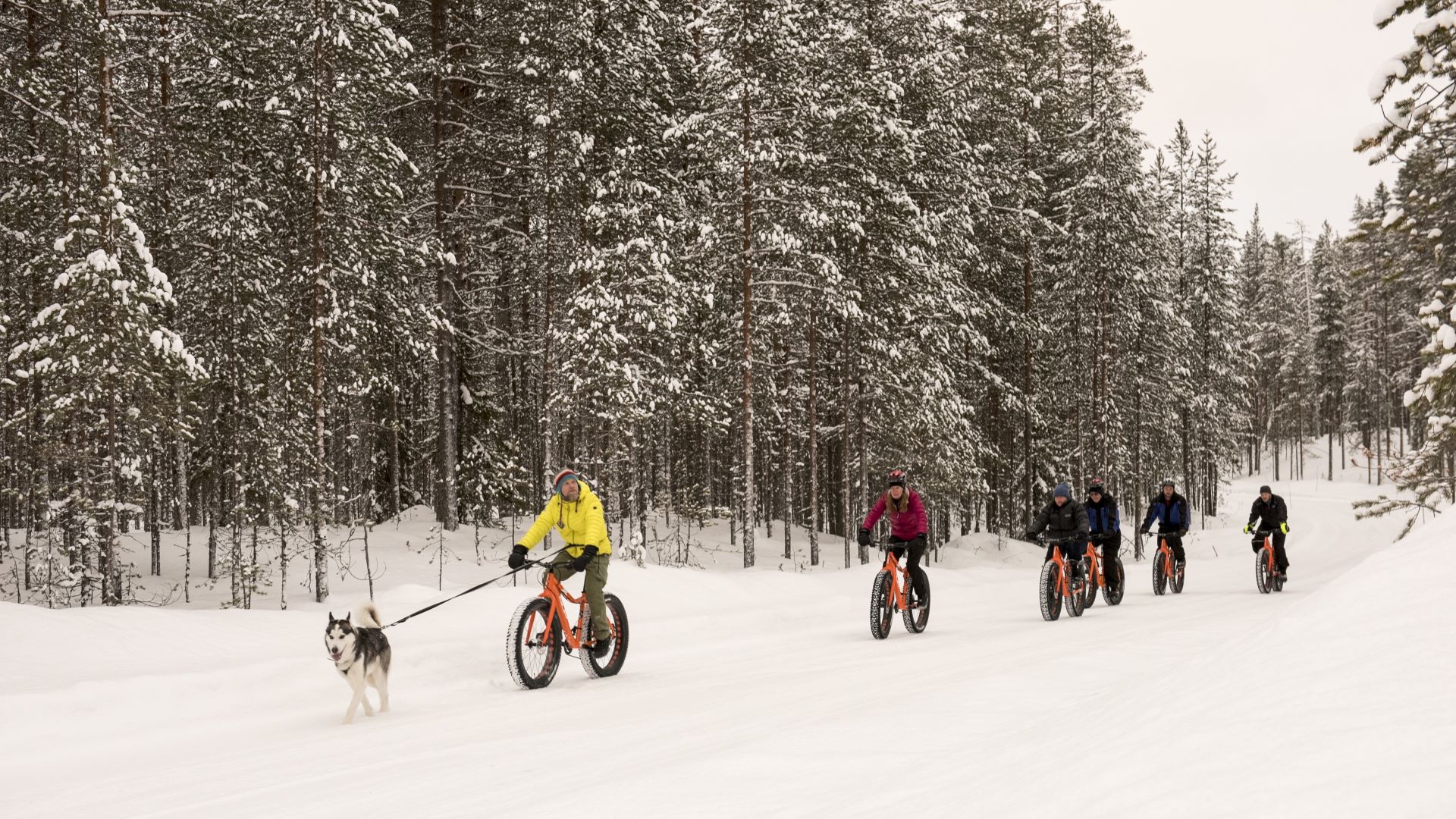 Talvimaisemassa kuusi läskipyöräilijää, etummaisella pyöräilijällä mustavalkoinen koira hihnassa.