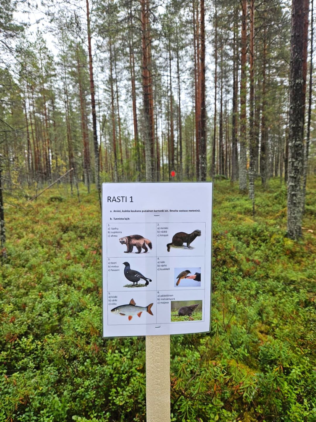Metsässä kyltti, jossa kuusi eri eläinten kuvaa tunnistettavaksi.