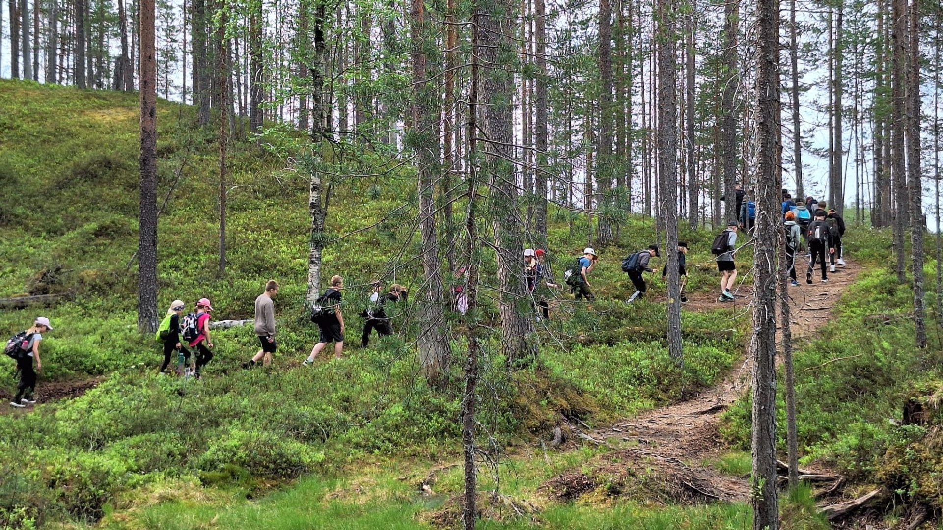Harvahkossa mäntymetsässä keskellä kuvaa menee poikittain polku, jota pitkin menee jonossa toistakymmentä ihmistä.