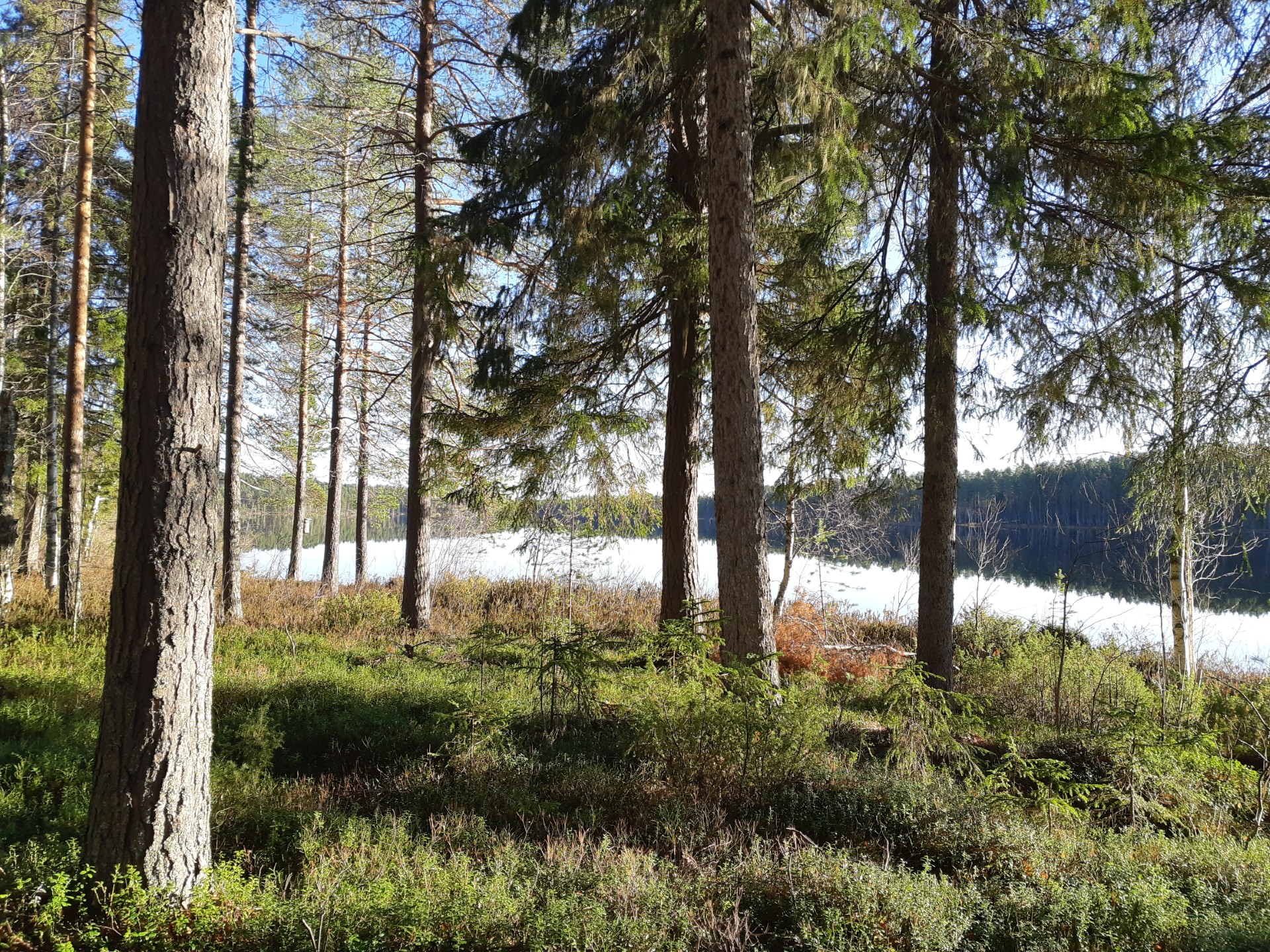 Keväistä harvahkoa metsää, lunta ei näy, taustalla näkyy vesistöä, jonka takana näkyy metsää. Aurinko paistaa.  