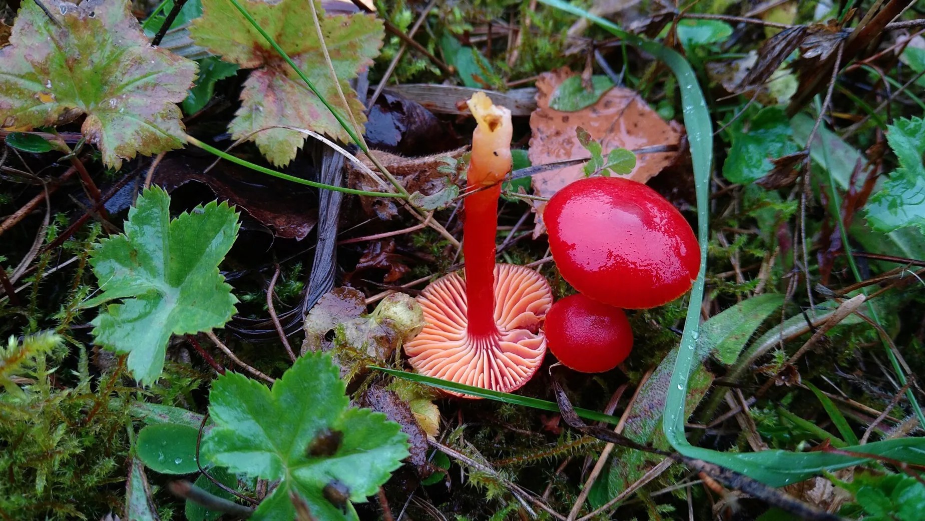 Kuvassa punertavia sieniä niityllä, yksi sienistä on käännetty nurin.