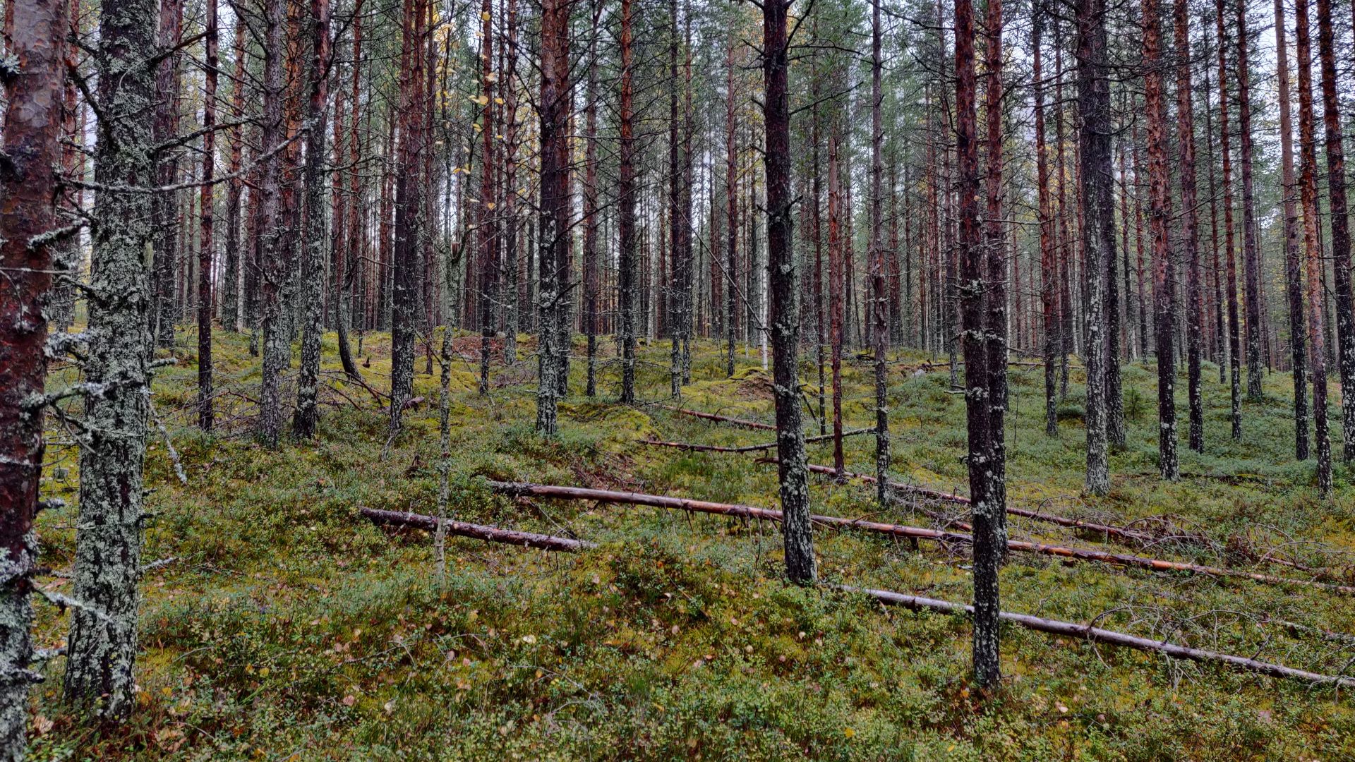 Kuvassa mäntymetsää, puut nuoria ja osin kaatuneet.